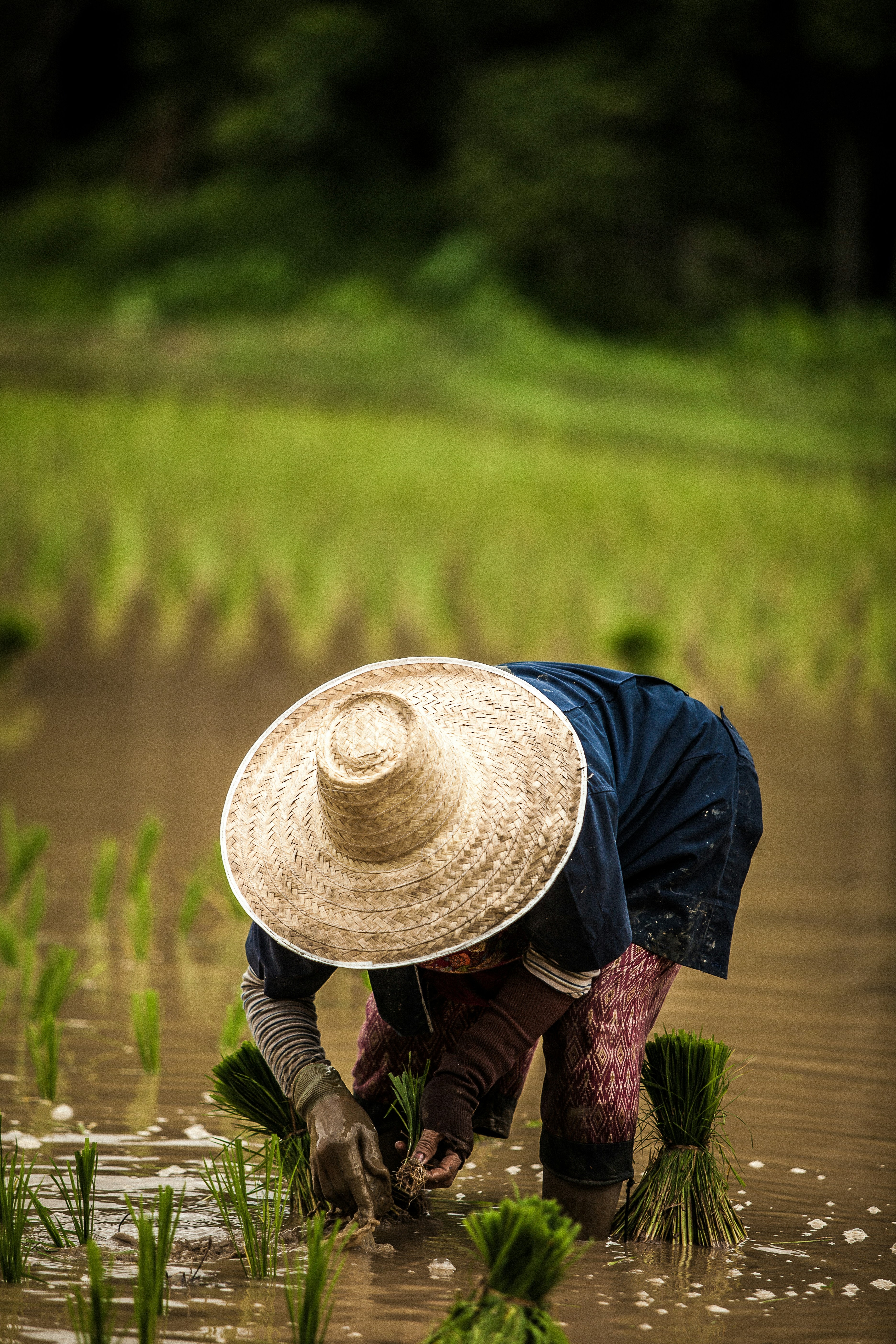 A rice farmer in an emerging market