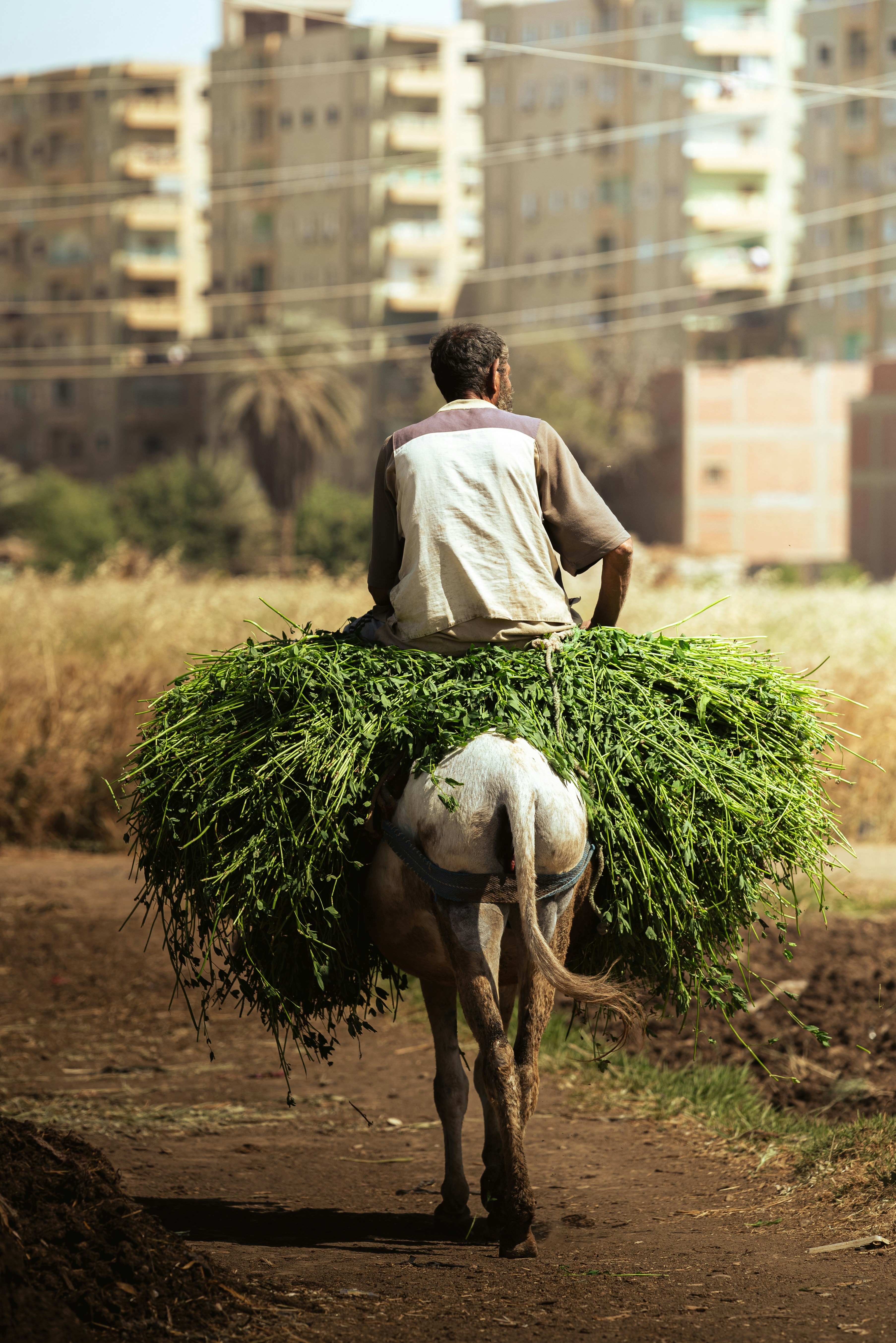 A farmer in North Africa