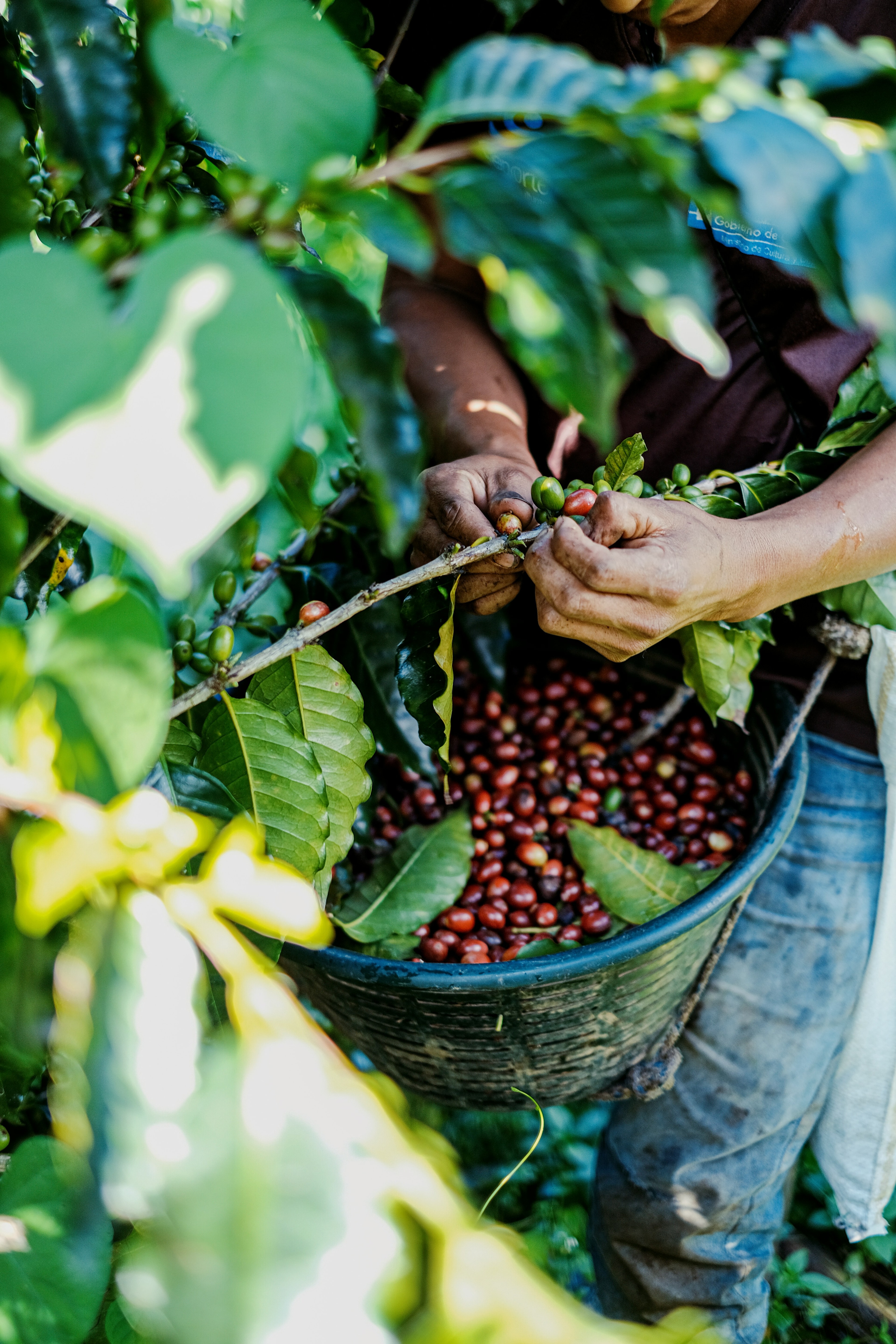 A farmer in Guatemala