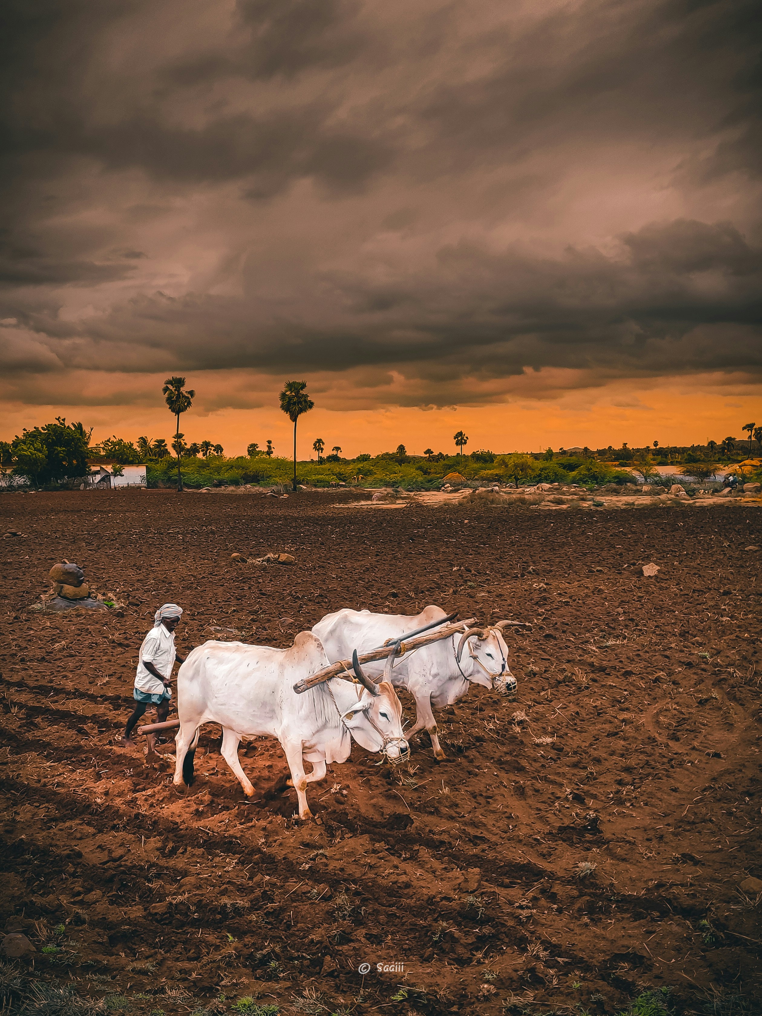 A farmer in India